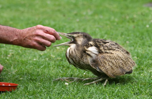 Native Bird Recovery Center